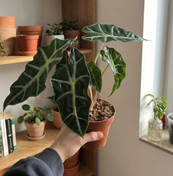 Alocasia Polly